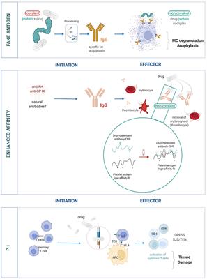 Risk Assessment in Drug Hypersensitivity: Detecting Small Molecules Which Outsmart the Immune System